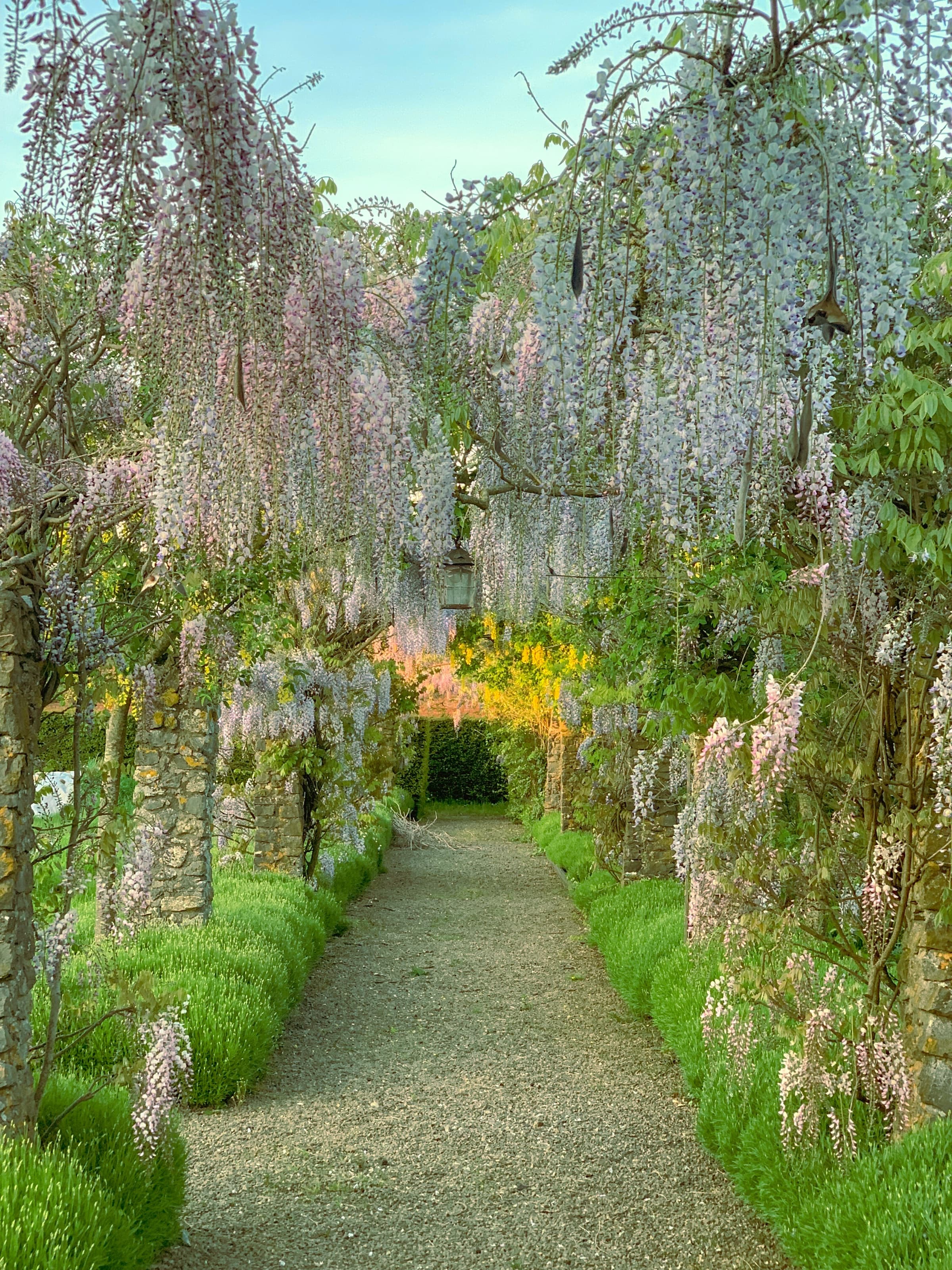 Wisteria walk, Somerleaze House walled garden
